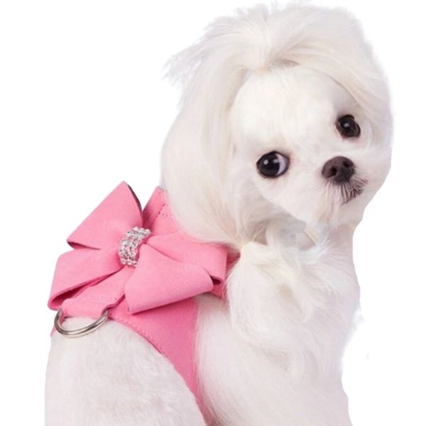 Chihuahua Supplies