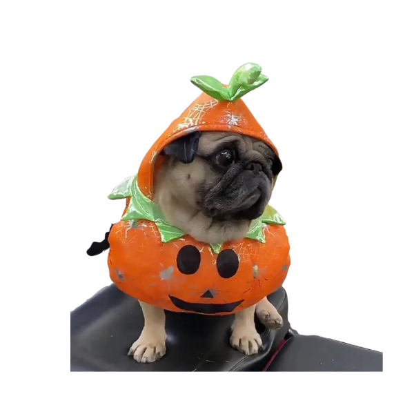 Pumpkin Dog Costume