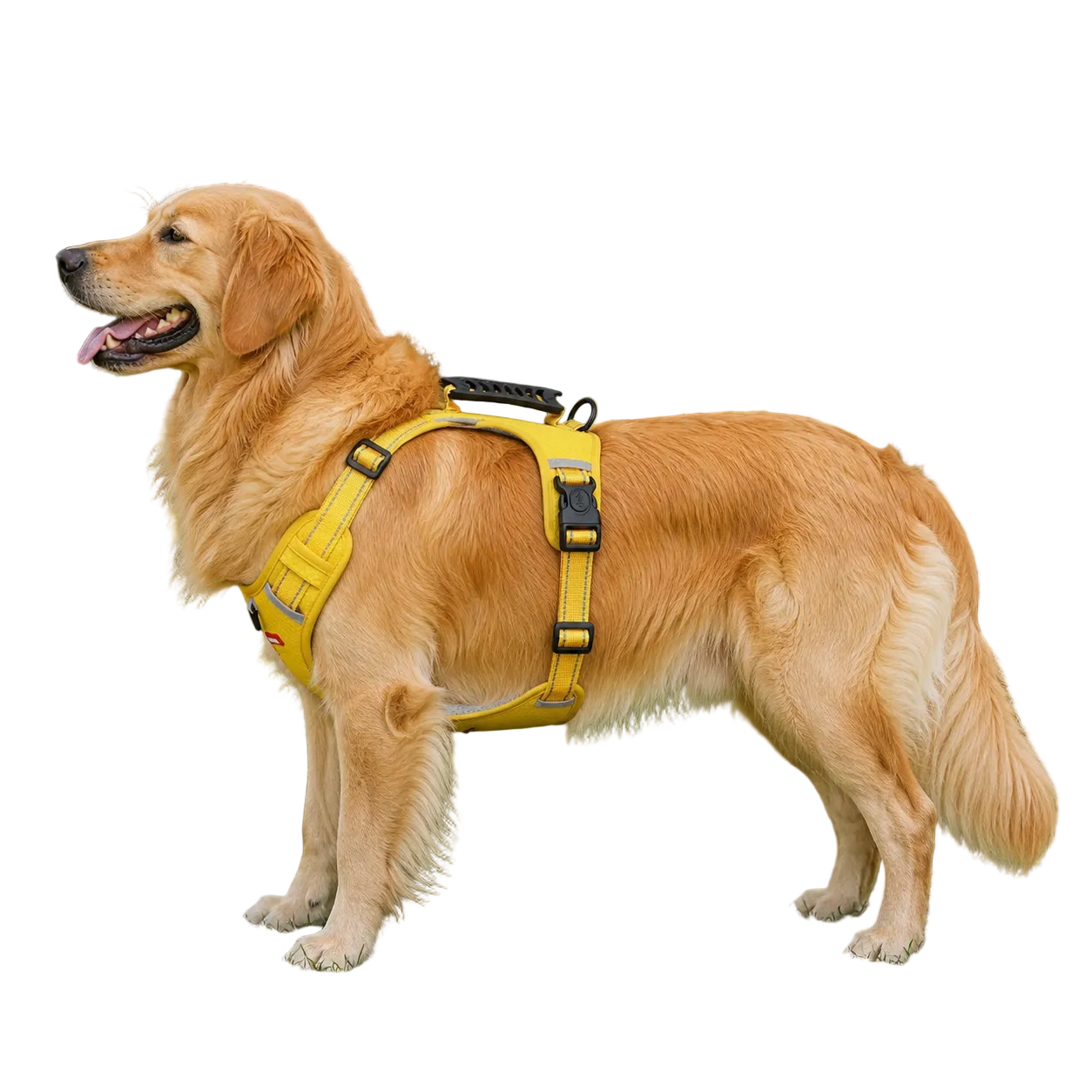 A golden retriever standing on grass in a park wearing a bright yellow dog harness with black straps and hardware.