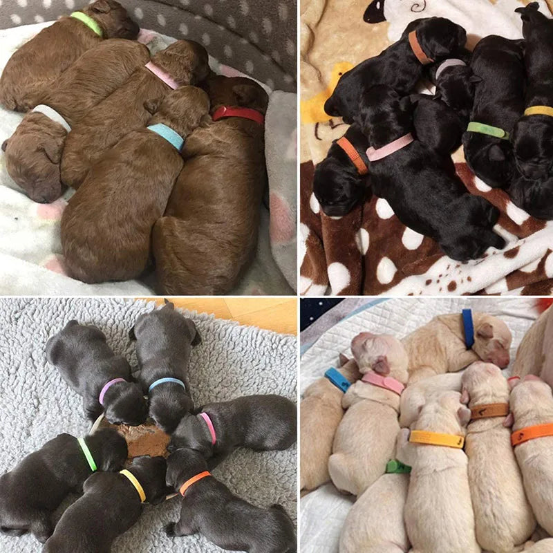 Identification Collars for Puppy