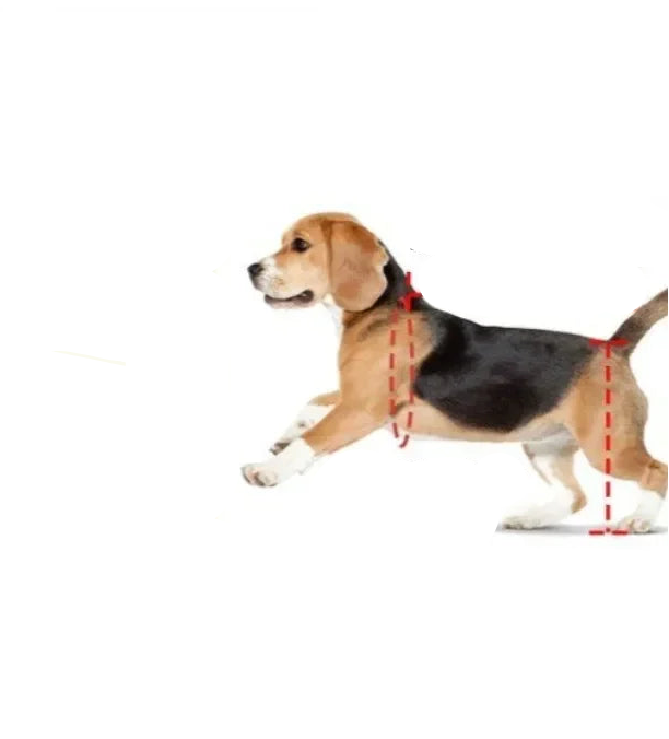 Adjustable Hind Leg Wheelchair for Disabled Pet
