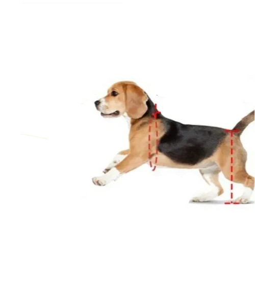 Adjustable Hind Leg Wheelchair for Disabled Pet for pets