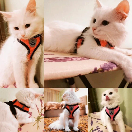 Adjustable Collar With Leash For Pets for Australian cats