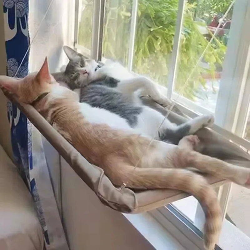 Two cats resting together on the window hammock
