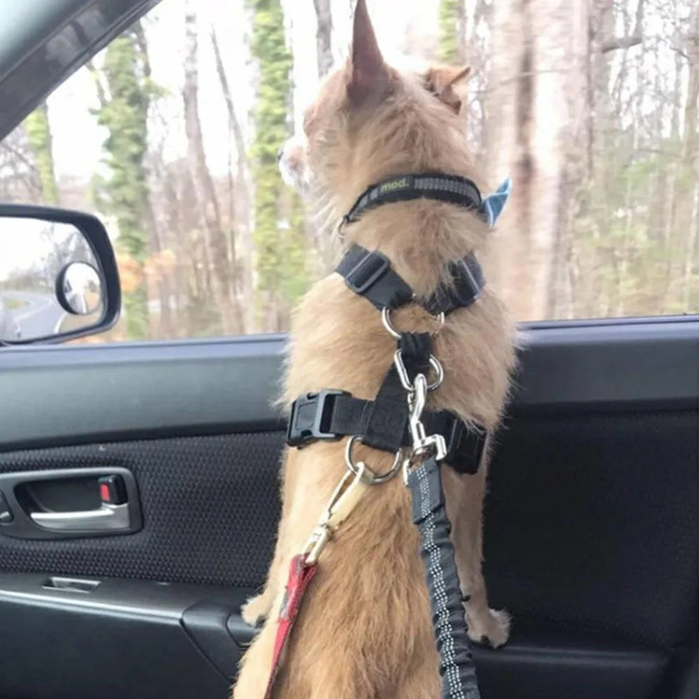 Bungee Style Dog Seat Belt