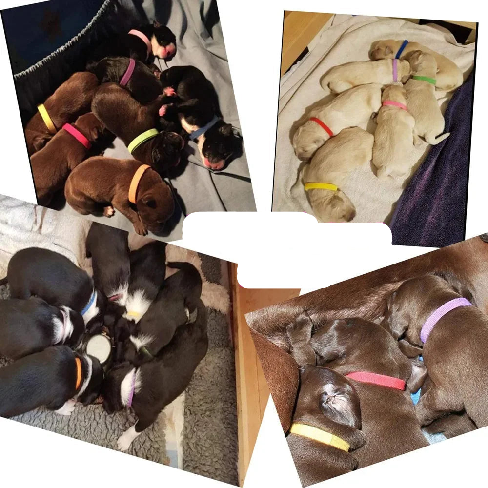 Colourful Newborn Velcro Collars for Pets