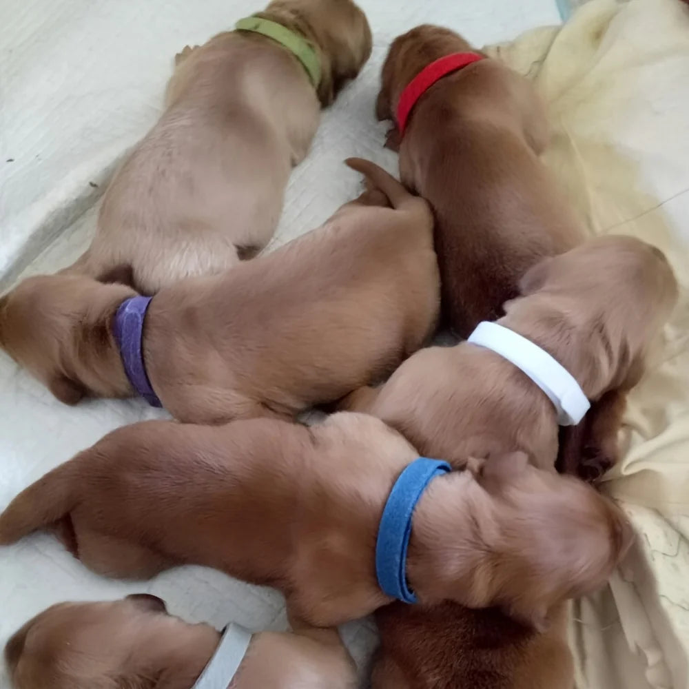 Pet Coloured Identification Collar