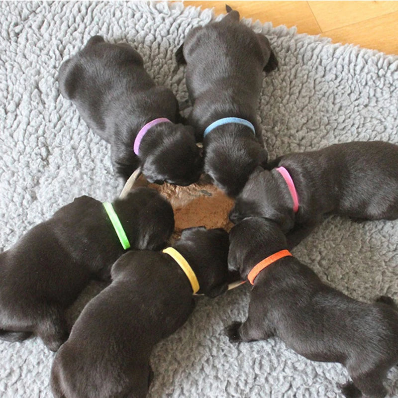 Puppy Identification Collar