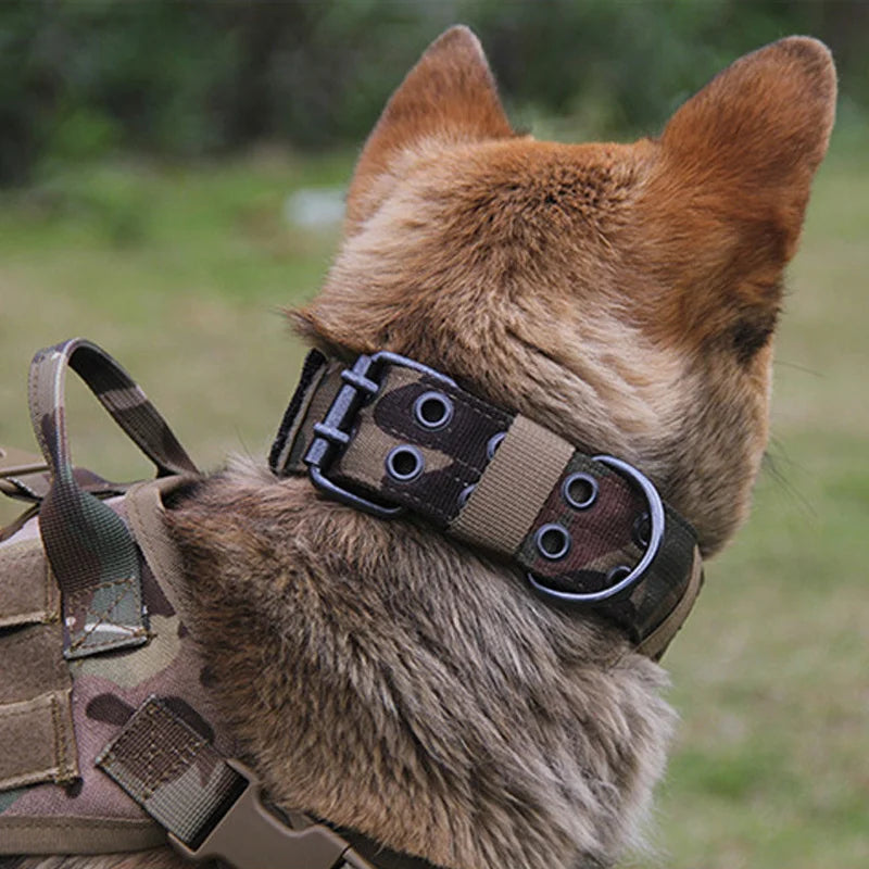 Classic Dog Collar for Tactical Training