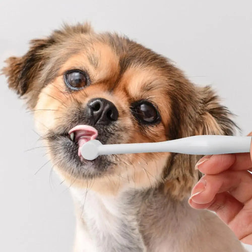 Soft Bristles Toothbrush for Puppies, part of the RPBA Shop range for puppies