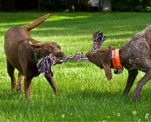 Rope Knot Dog Toys