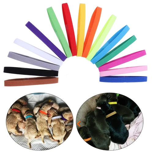 Pet Coloured Identification Collar, part of the RPBA Shop range for pets