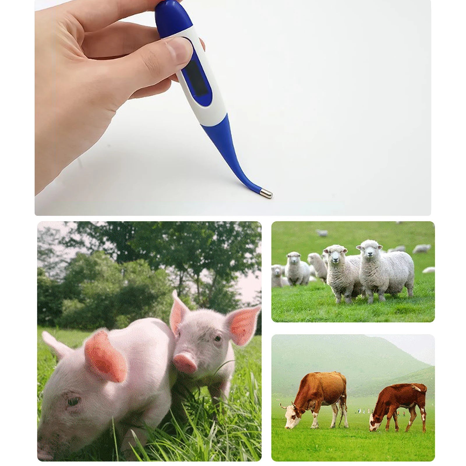 Digital Pet Thermometer