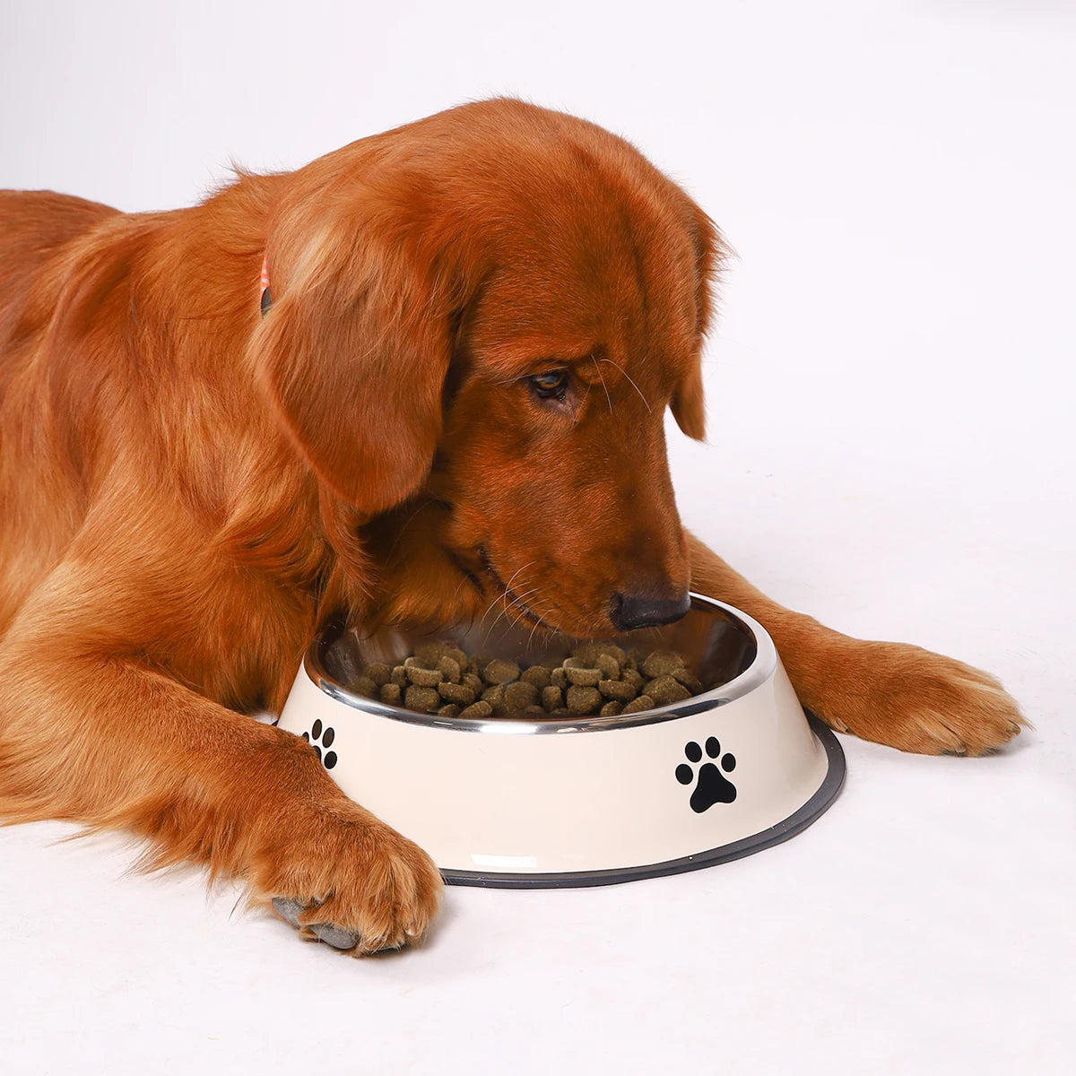 Stainless Steel Cat and Dog Bowl