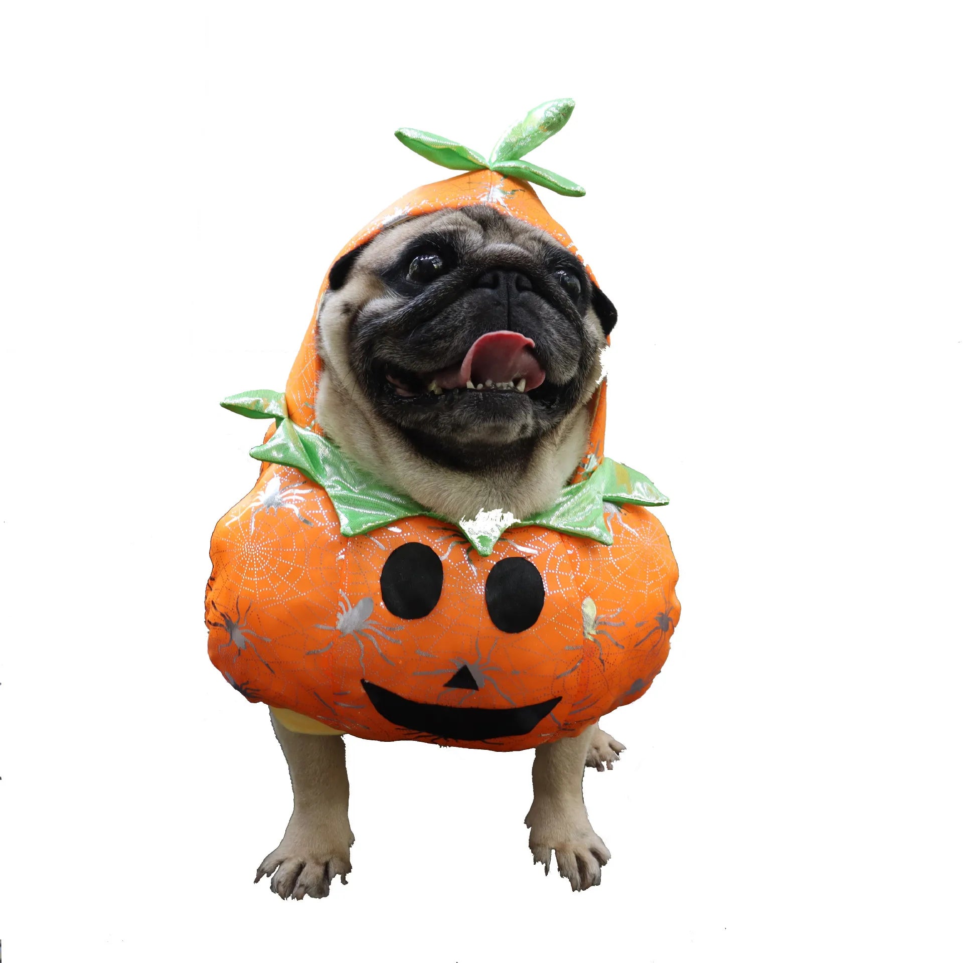 Pumpkin Dog Costume RPBA Shop Australia