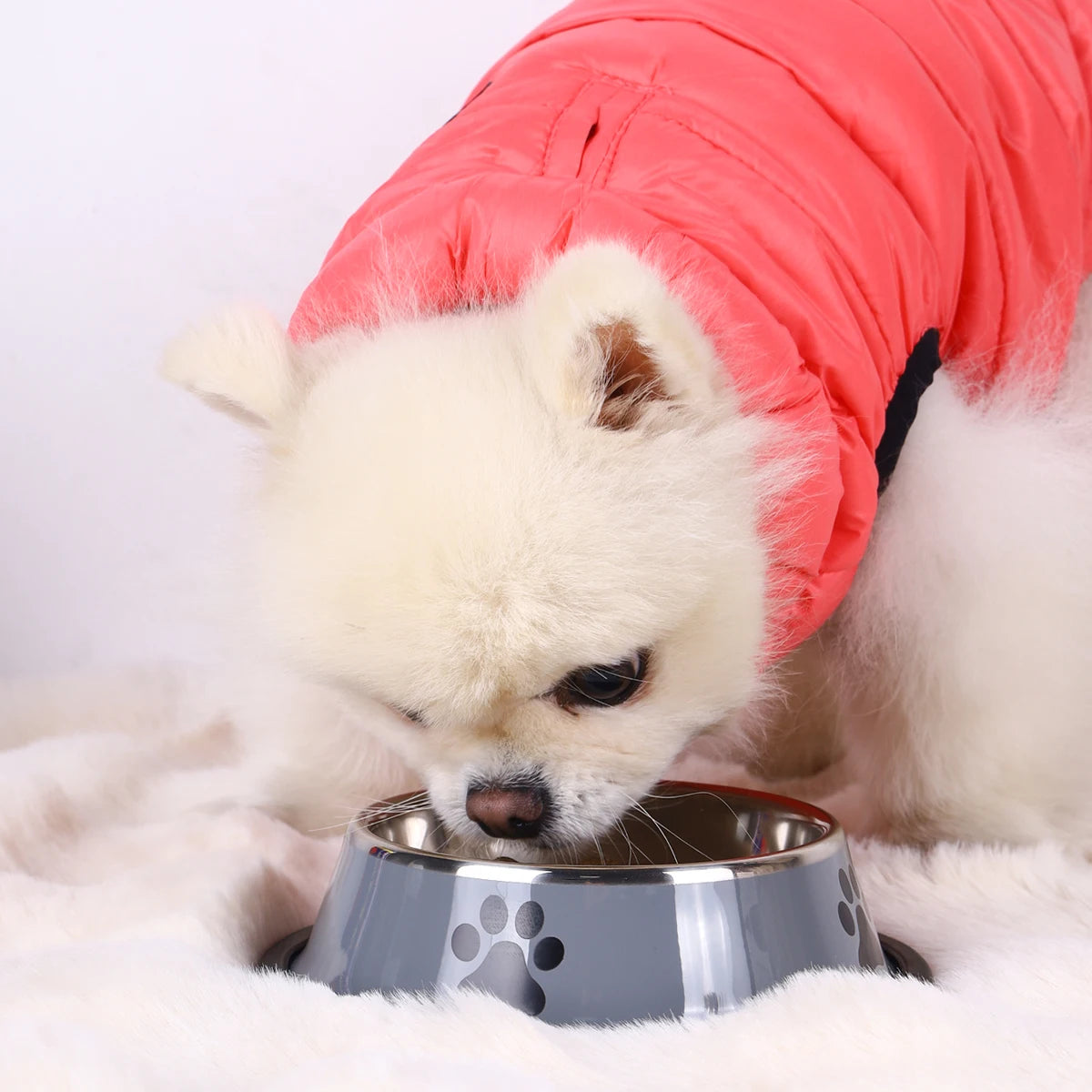 Stainless Steel Cat and Dog Bowl