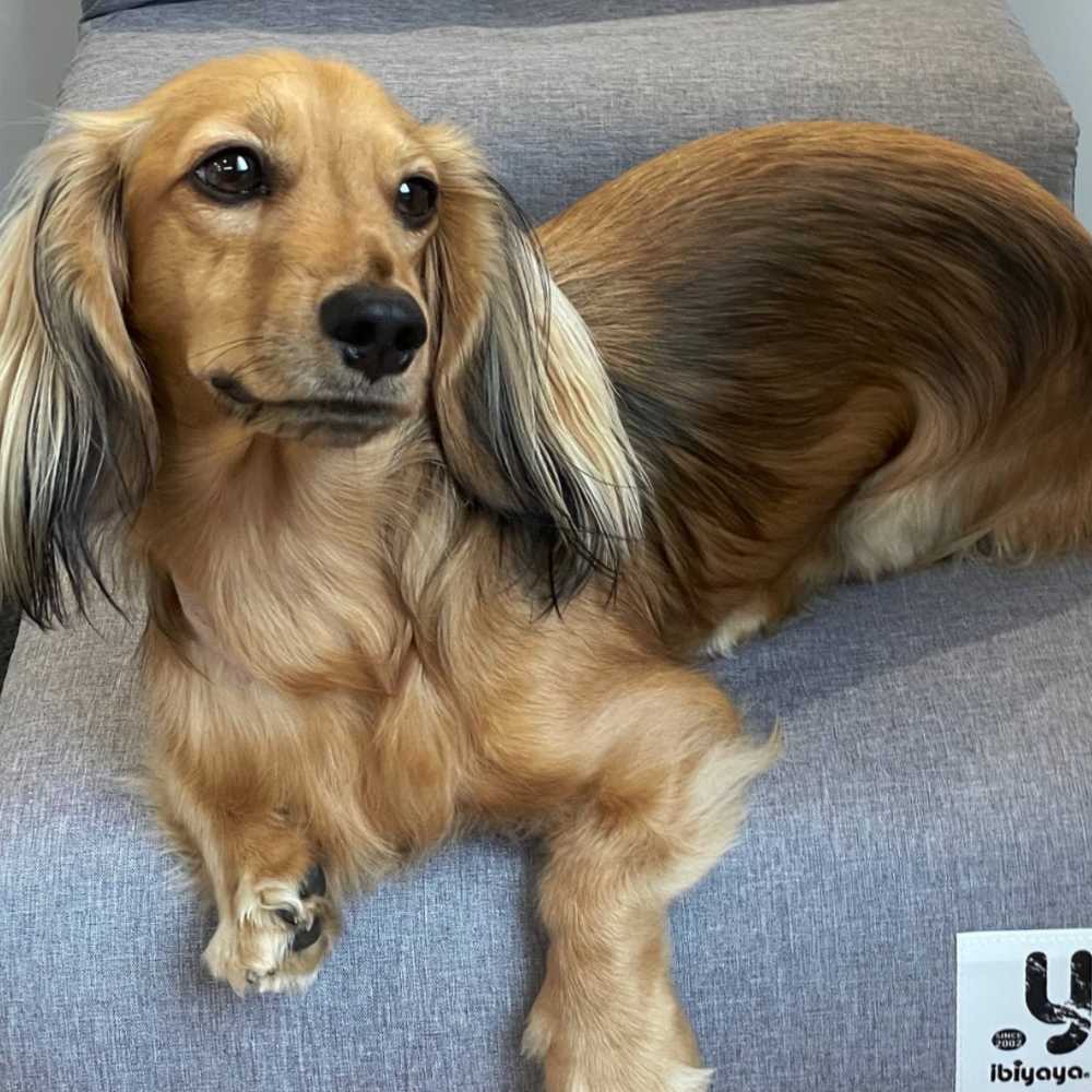 Dachshund Pet Stairs