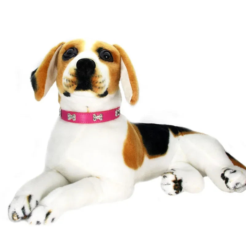 Beagle wearing a pink dog collar with silver bone-shaped studs