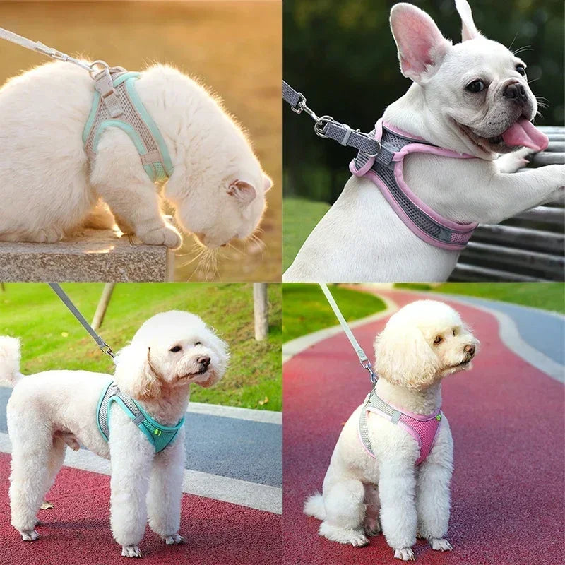 Cats and small dogs wearing breathable mesh pet harnesses with leashes in aqua blue and pink