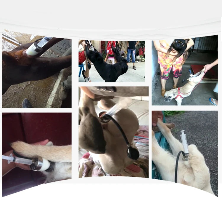 Canine artificial insemination kit being demonstrated on dogs, showing catheter, syringe and inflation bulb use