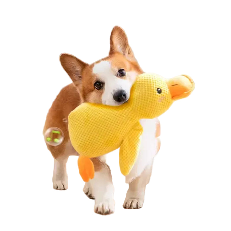 Corgi carrying a yellow plush duck dog toy with textured fabric and orange beak