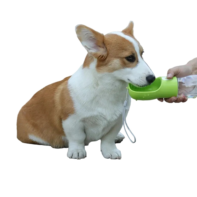 Corgi drinking from a green portable dog water bottle with built-in drinking bowl and wrist strap