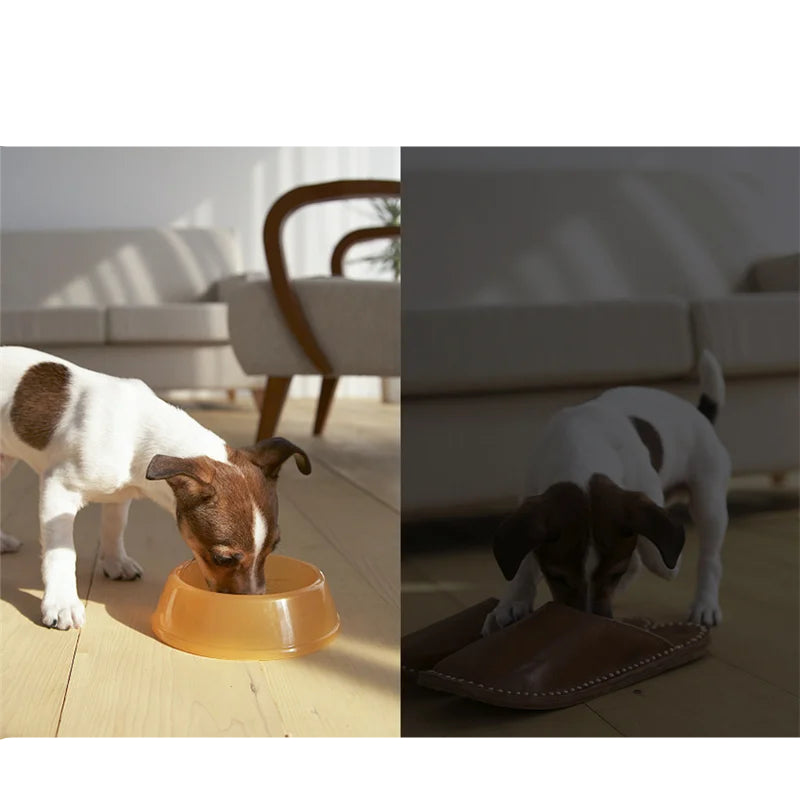 White wheeled smart pet camera robot beside a happy dog on a white background