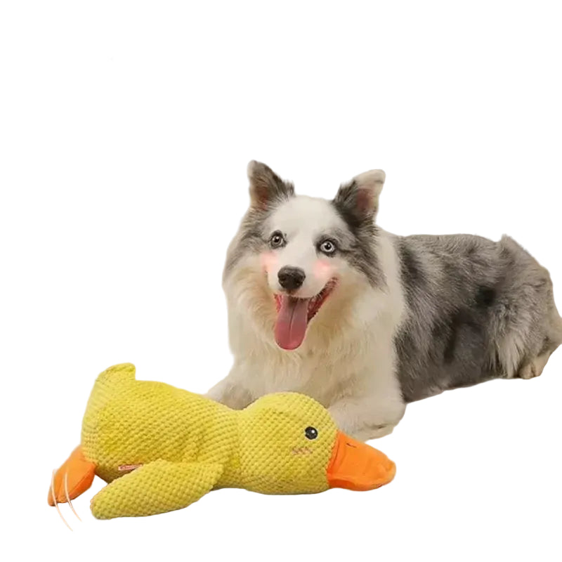 Dog lying beside a yellow plush duck dog toy with textured fabric and orange beak