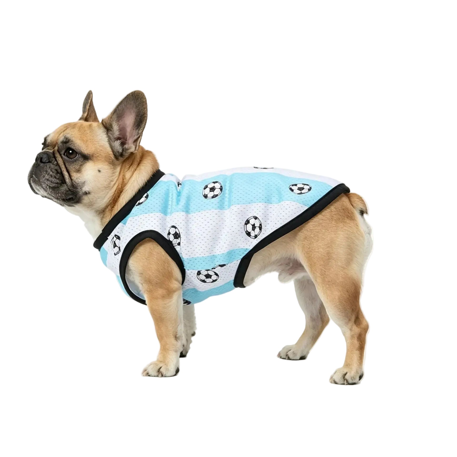 French Bulldog wearing a blue and white soccer dog jersey with black trim and football print