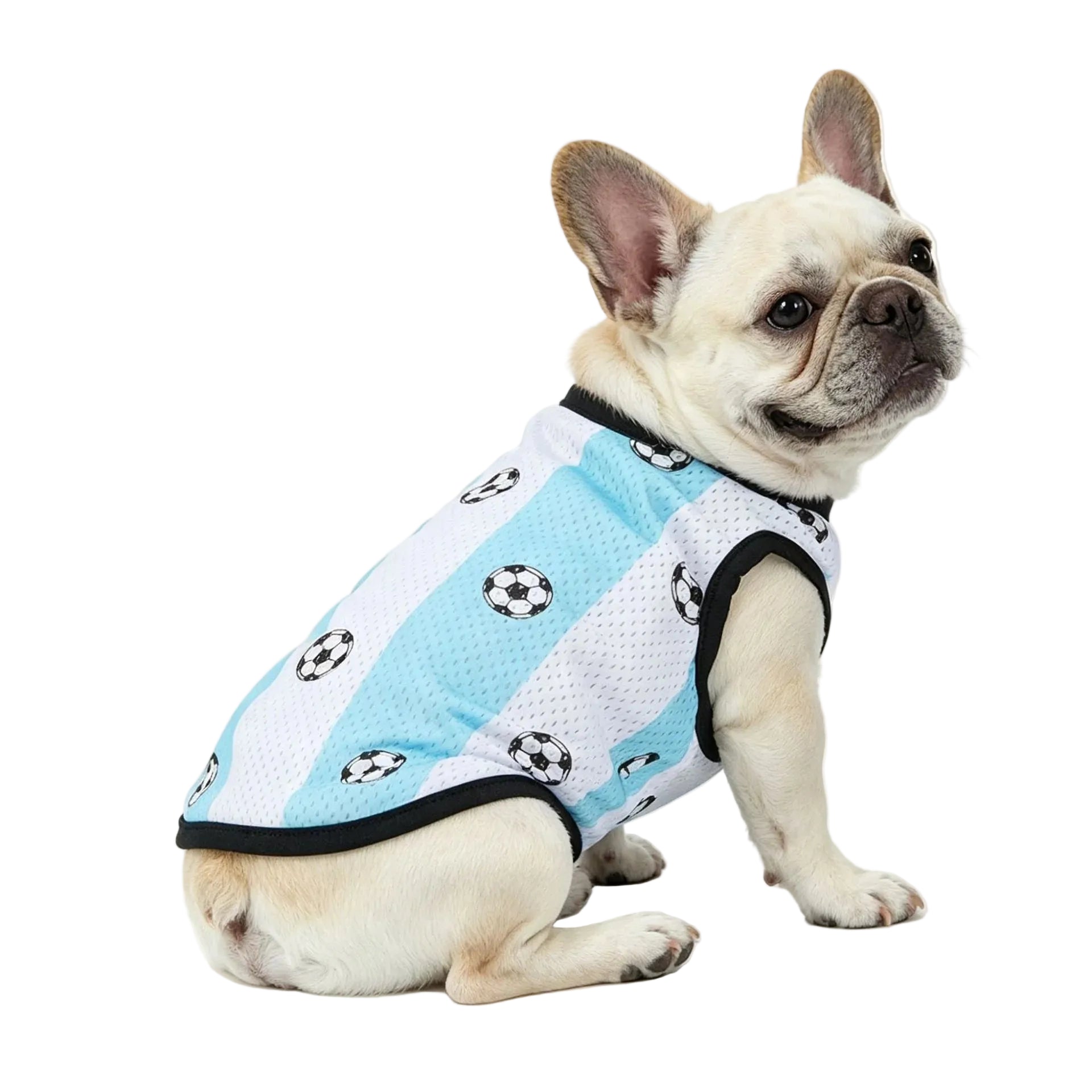 French Bulldog wearing a blue and white soccer dog jersey with black trim and football print
