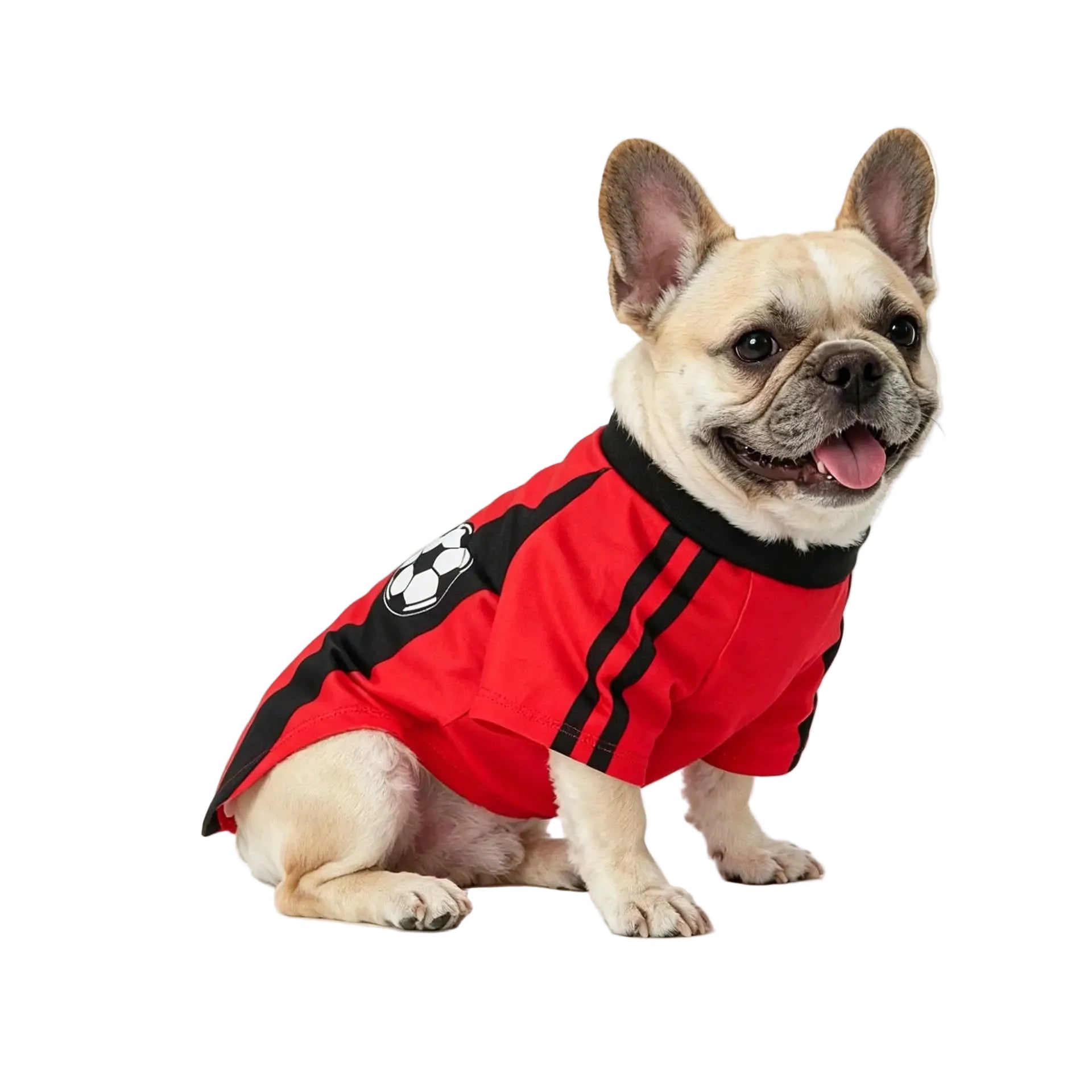 French Bulldog wearing a red and black soccer dog shirt with football graphic