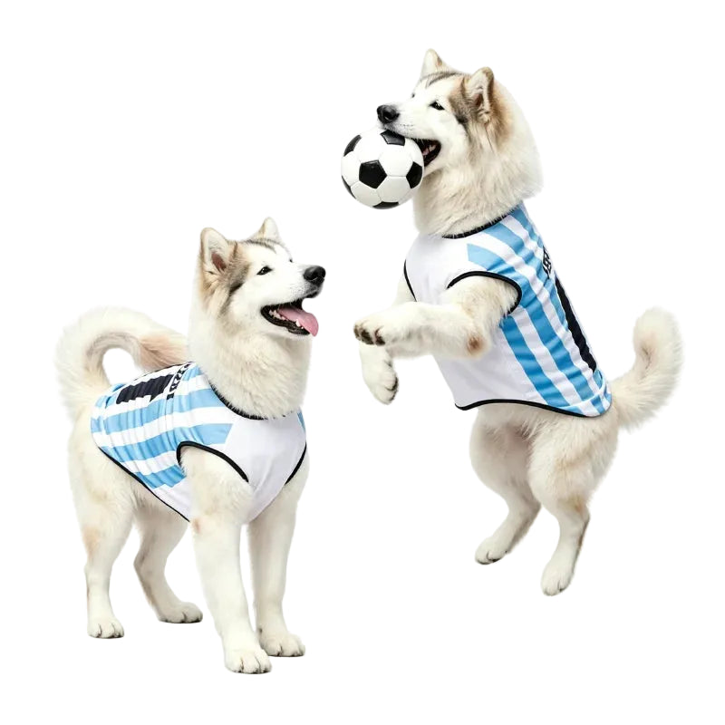 Two Husky dogs wearing blue and white Argentina-style soccer jerseys, with one holding a football