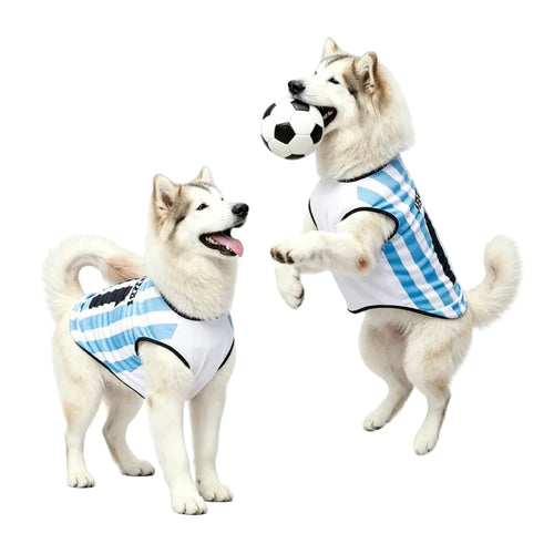 Two Husky dogs wearing blue and white Argentina-style soccer jerseys, with one holding a football