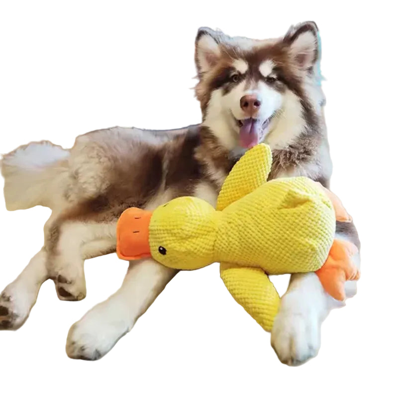 Husky resting with a yellow plush duck dog toy featuring textured fabric and an orange beak
