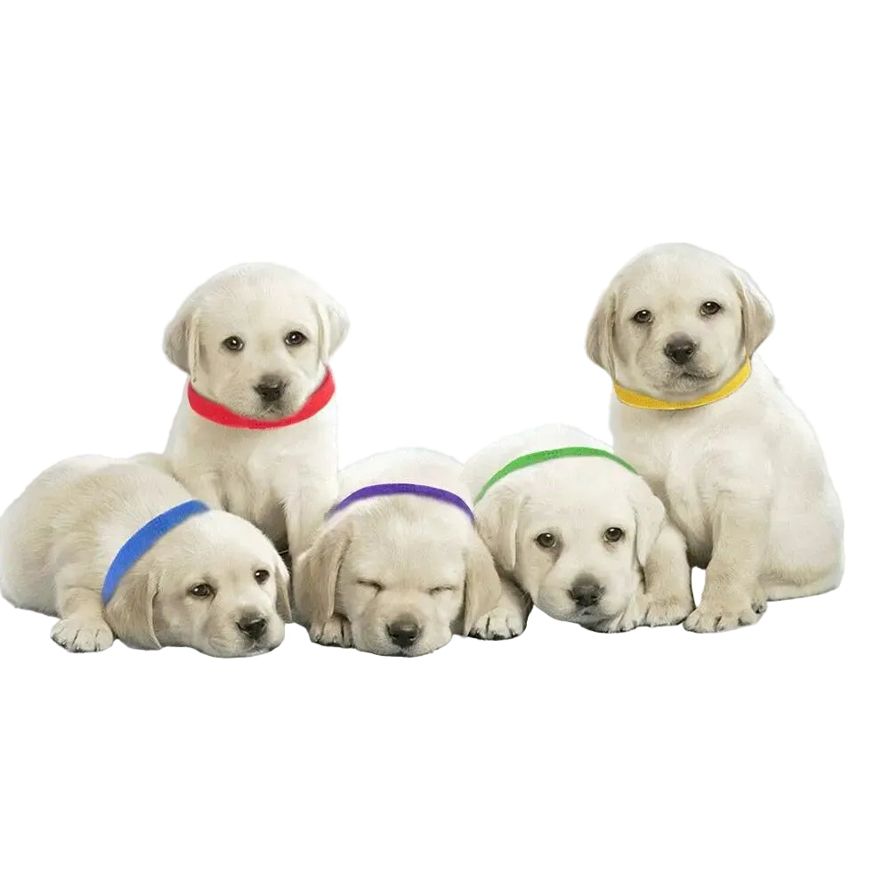 multicolour-adjustable-puppy-identification-collars-whelping