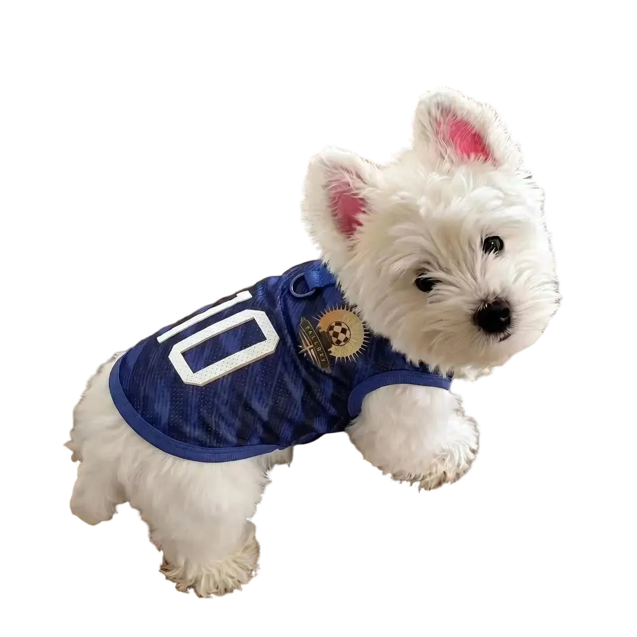 White dog wearing a navy football jersey with number 10 and soccer-themed badge