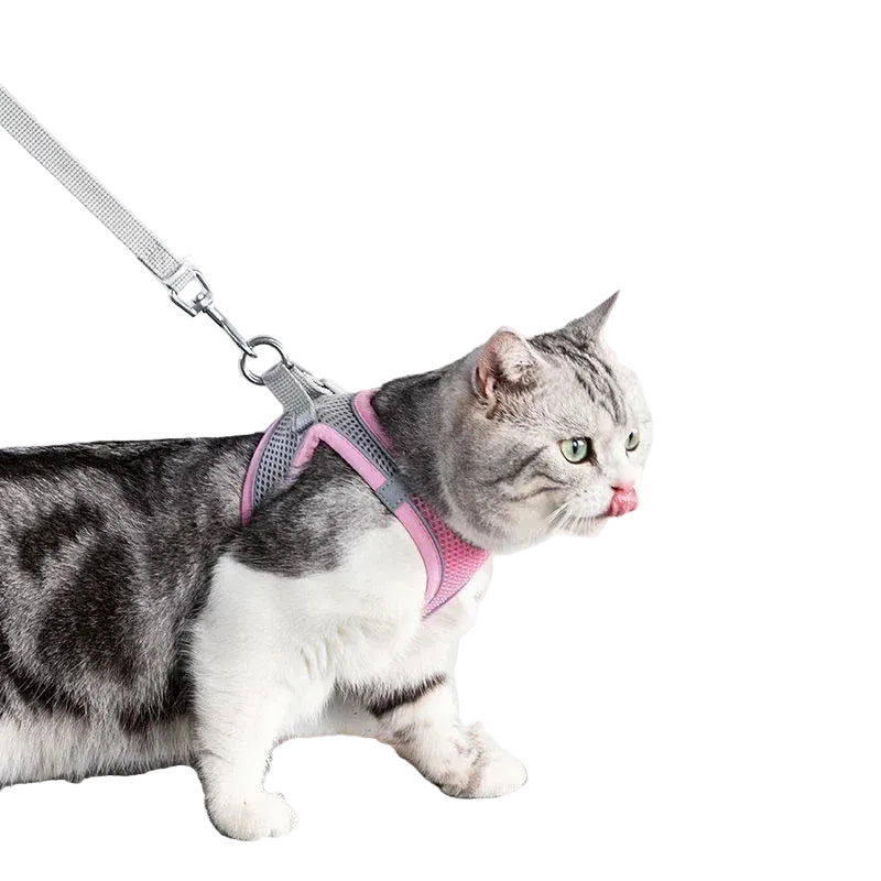 Grey cat wearing a pink and grey breathable mesh harness with a matching leash and metal clip