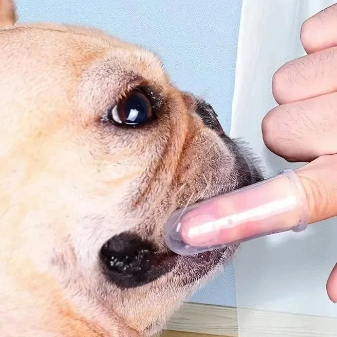 Person wearing the silicone finger toothbrush cleaning the side teeth of a calm tan dog