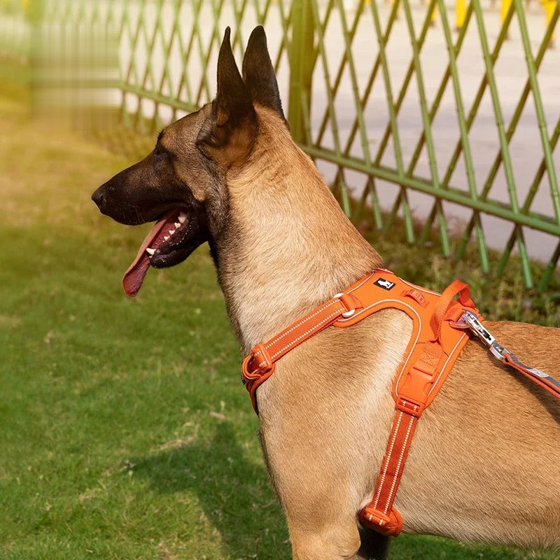 Dog wearing the padded travel harness in orange outdoors