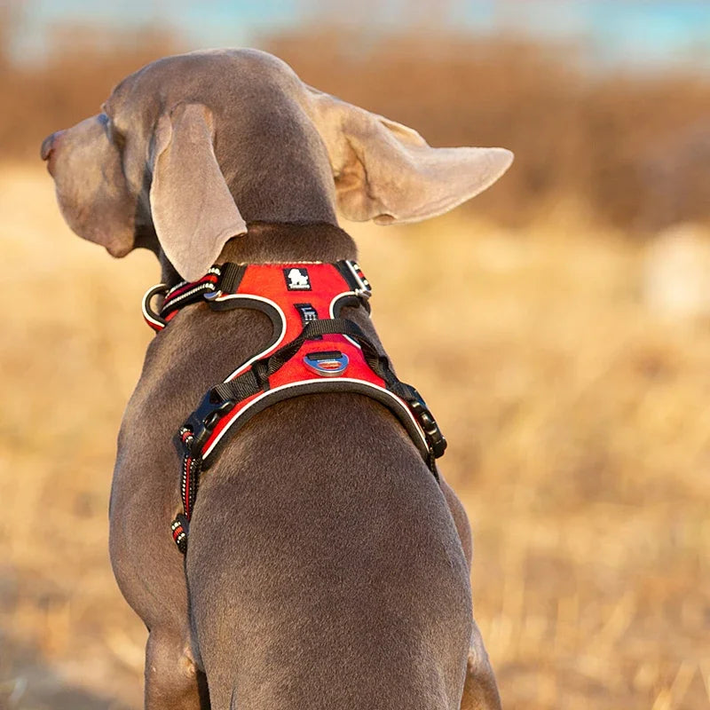 Dog wearing the reflective no pull harness outdoors