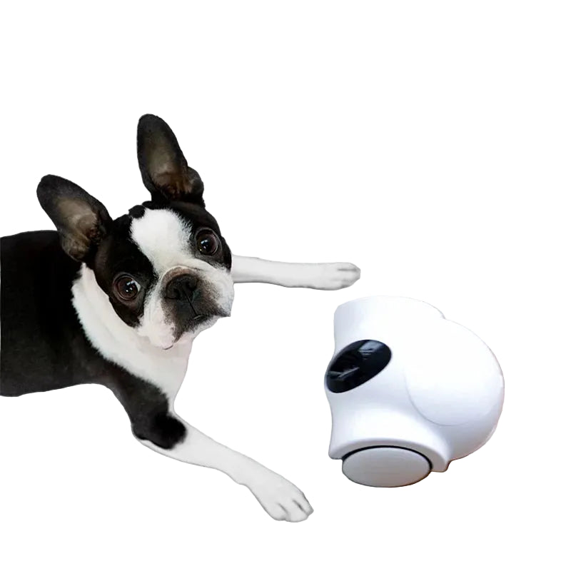Boston Terrier lying beside a white smart pet camera robot on a white background