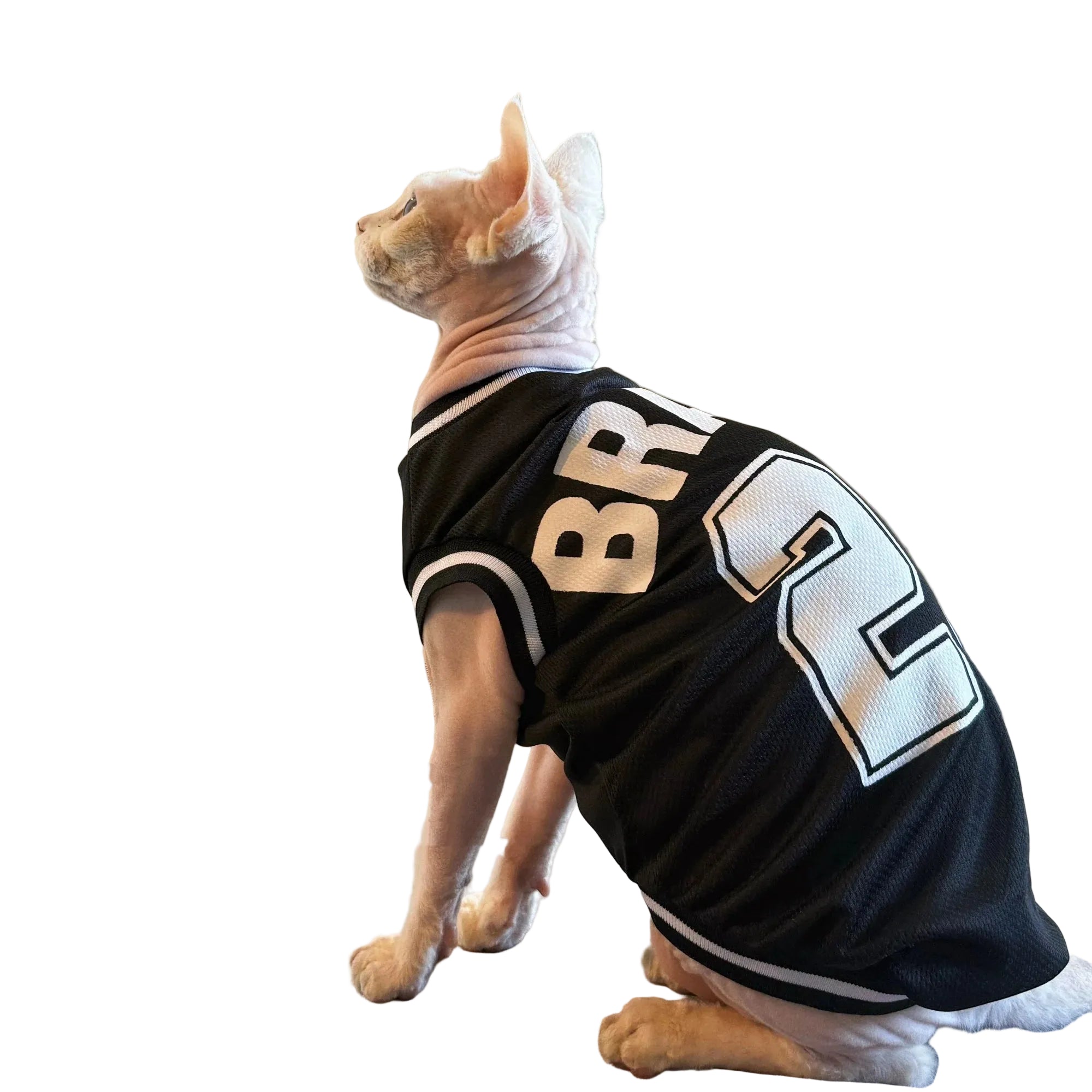 Sphynx cat wearing a black BRAVE 23 pet sports jersey with white trim