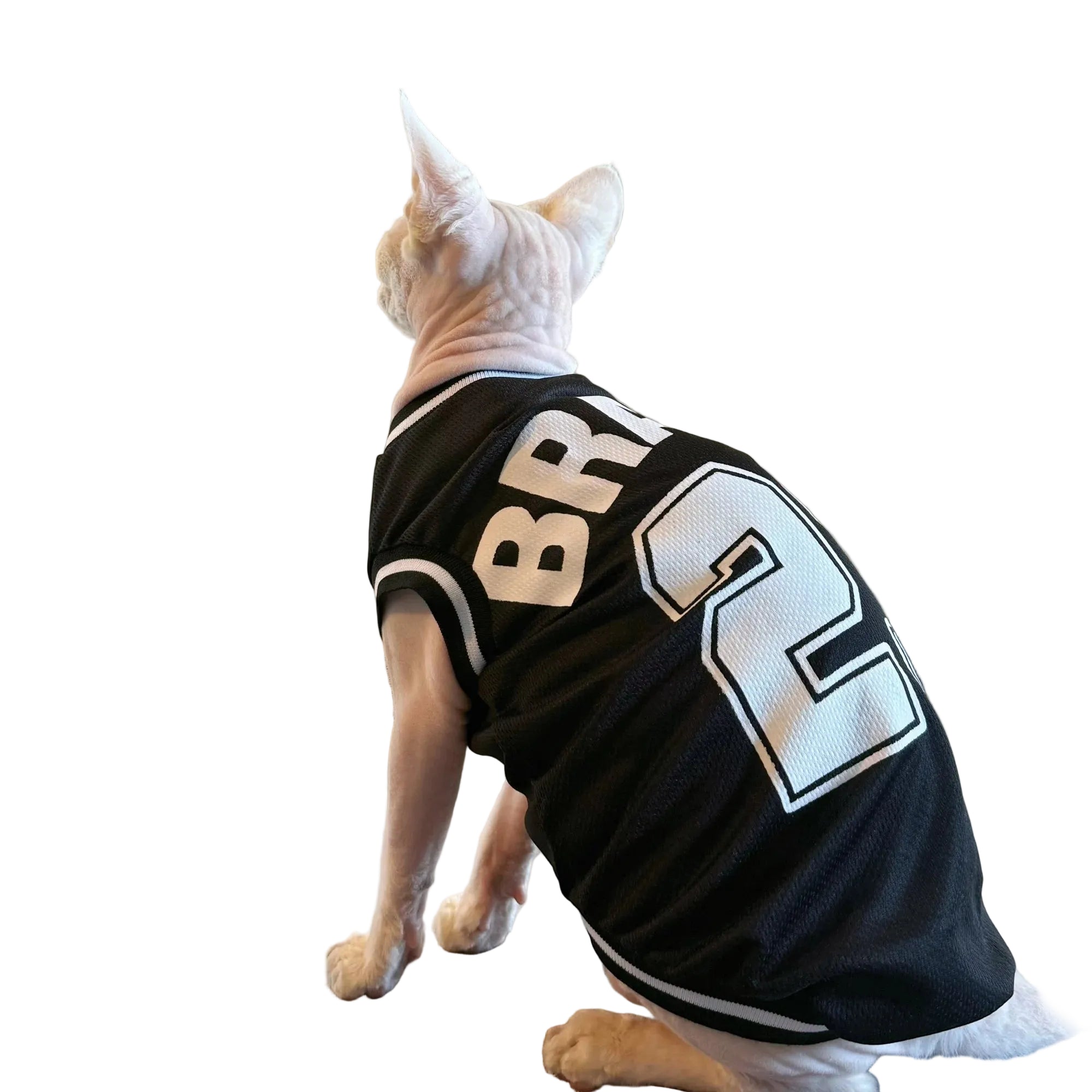 Sphynx cat wearing a black BRAVE 23 pet sports jersey with white trim, shown from the back